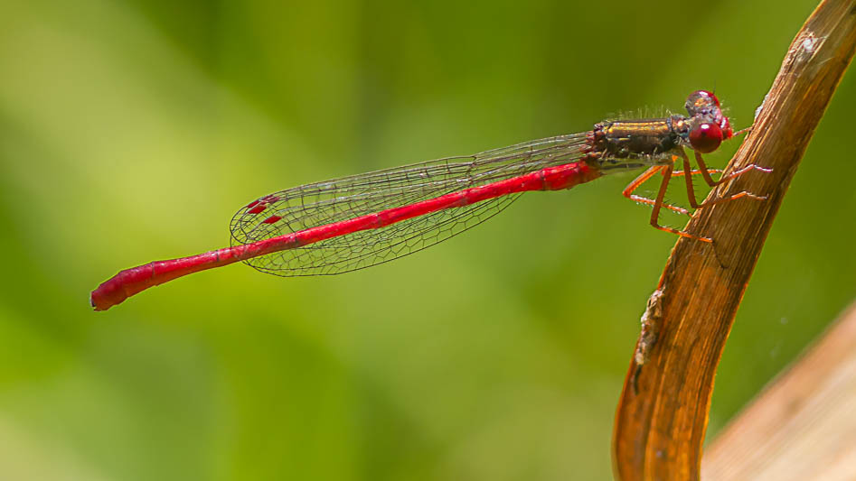 Ceriagrion tenellum male-.jpg